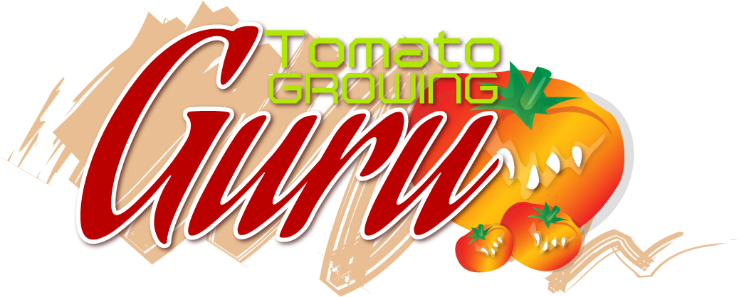 tomatoes clipart bright red