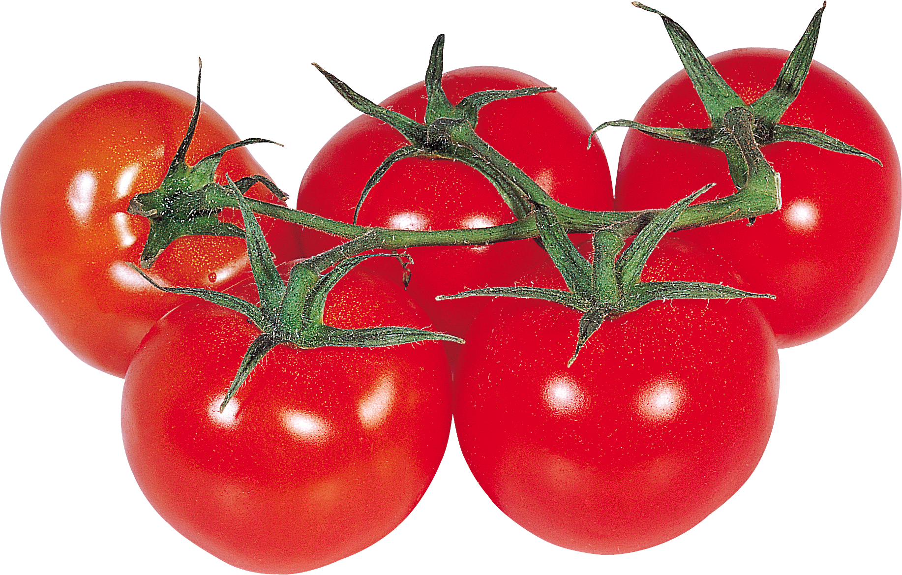 tomatoes clipart clear background