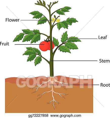 tomatoes clipart different kind plant