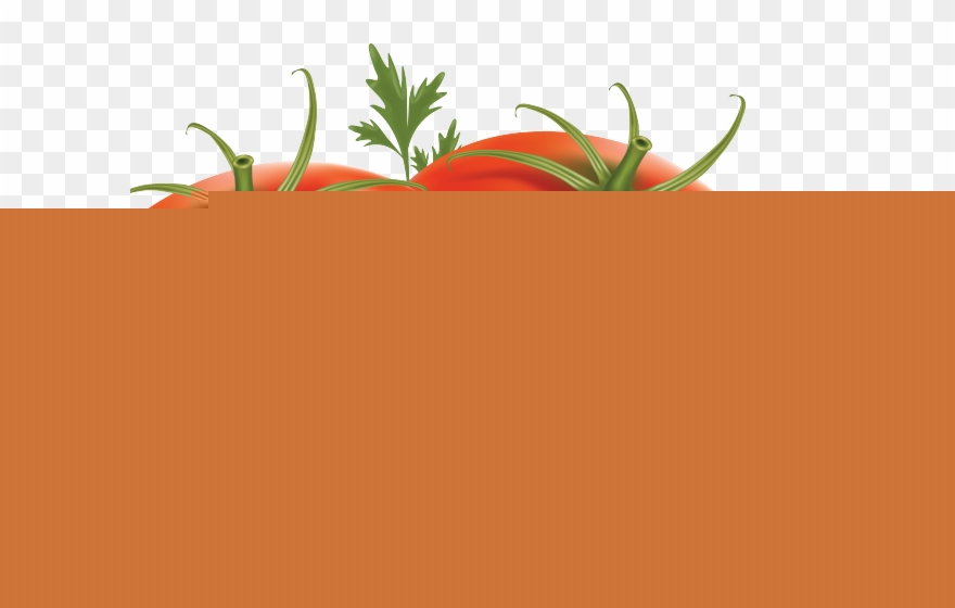 Tomatoes clipart food. Tomato harvest png transparent