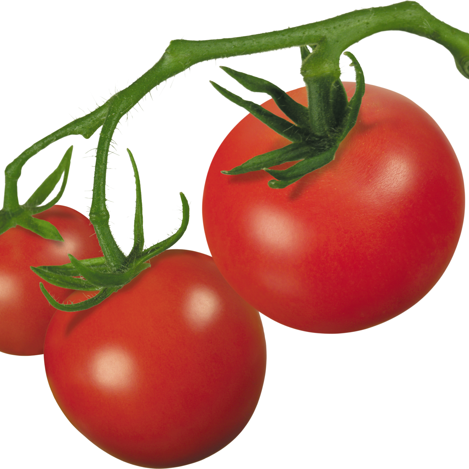tomatoes clipart ripe