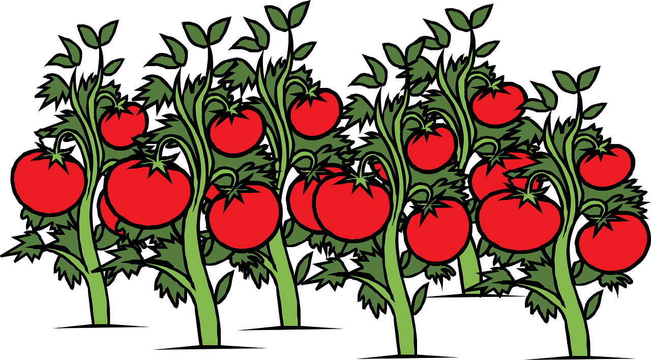 tomatoes clipart ripe
