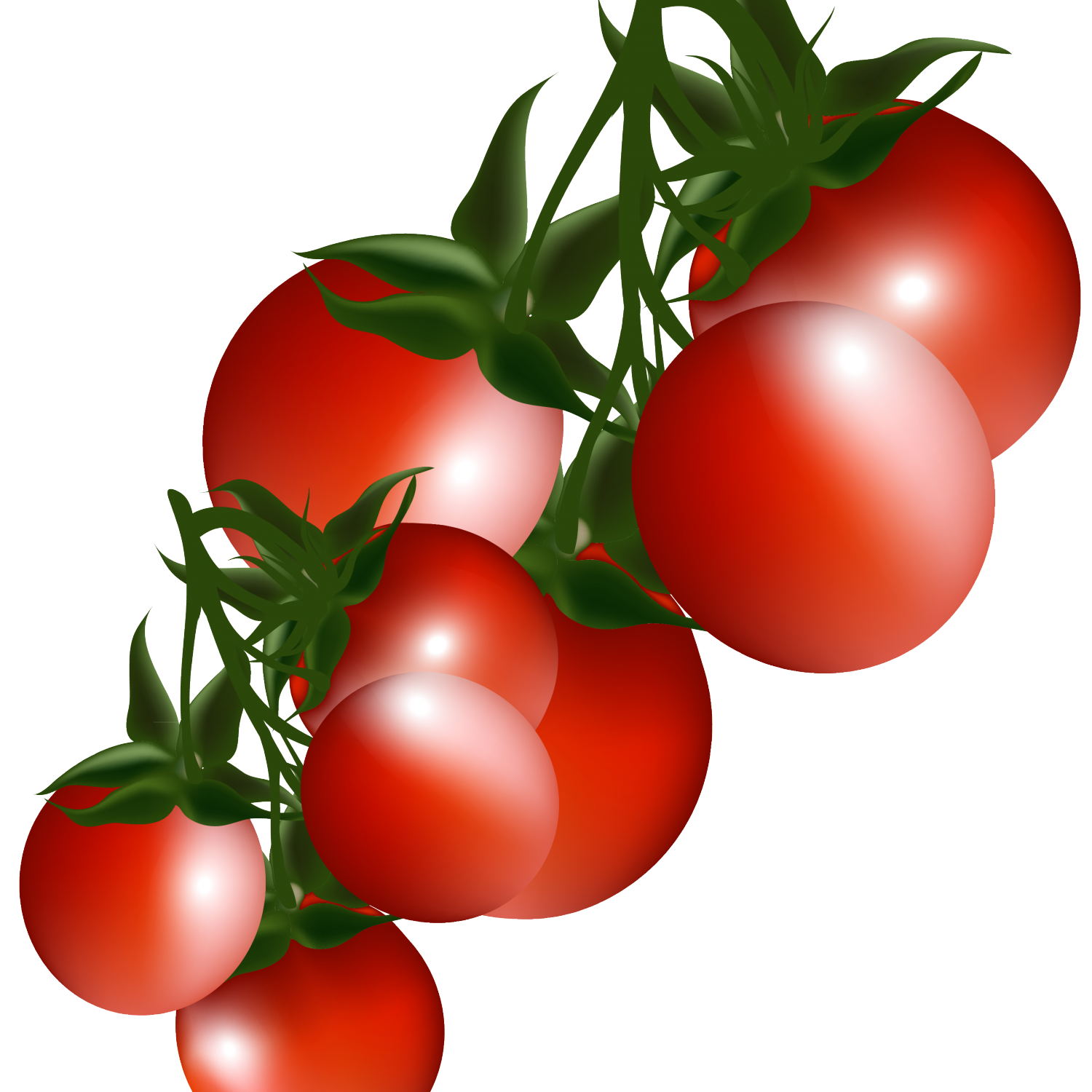 tomatoes clipart ripe