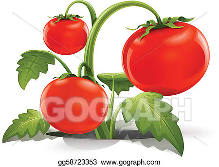 Tomatoes clipart ripe. Vector art red tomato