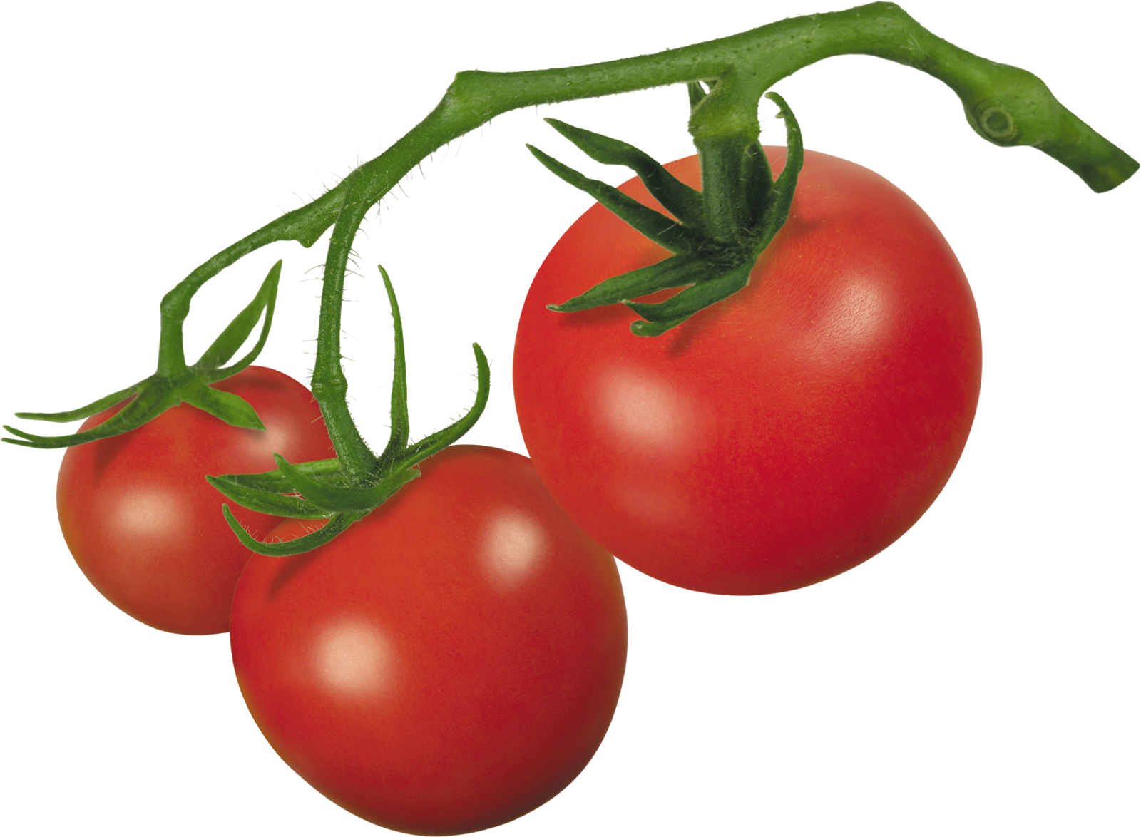 tomatoes clipart small tomato