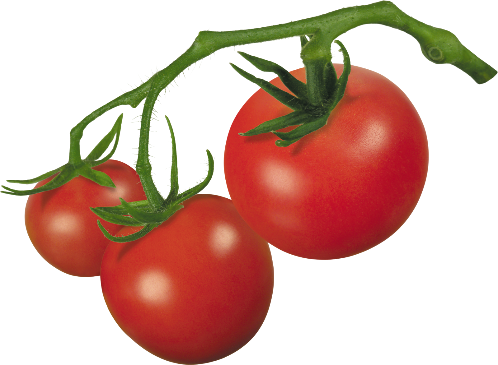 Leave a trail of. Tomatoes clipart small tomato