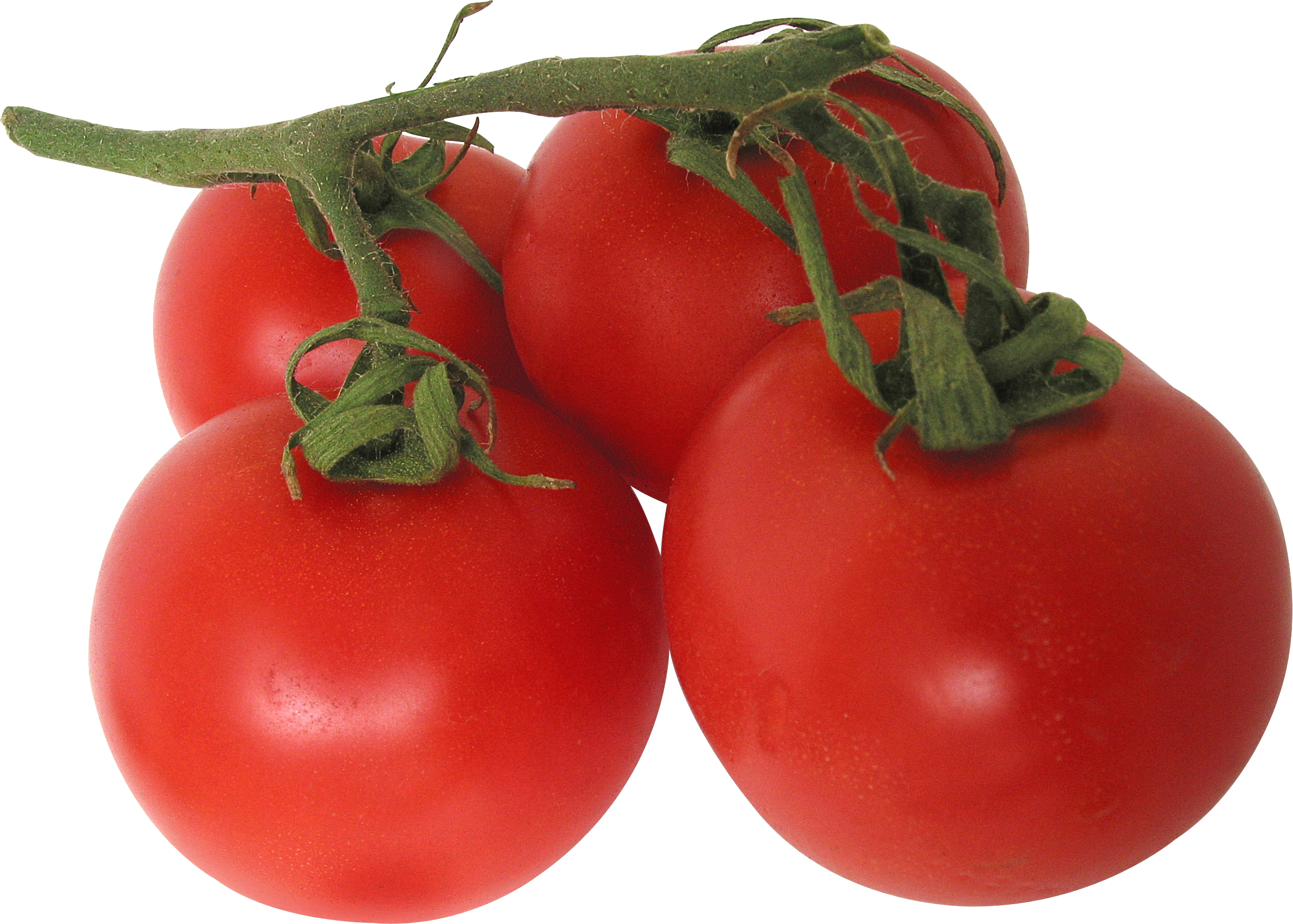 tomatoes clipart small tomato