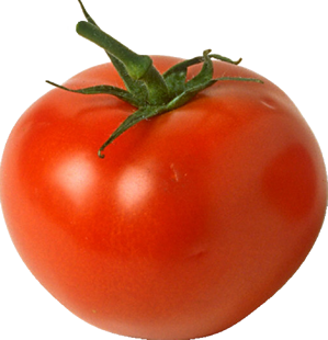 tomatoes clipart tamatar