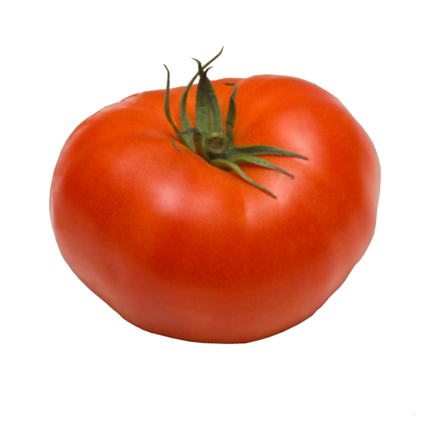 tomatoes clipart tomato crop