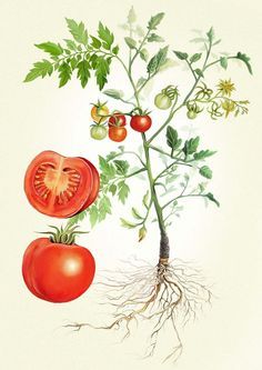 tomatoes clipart tomato field