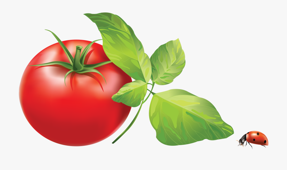 Tomatoes clipart tomato leaf. Download leaves clip art