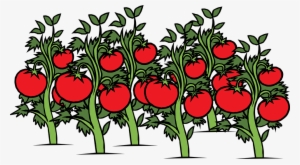 tomatoes clipart tomato seedling