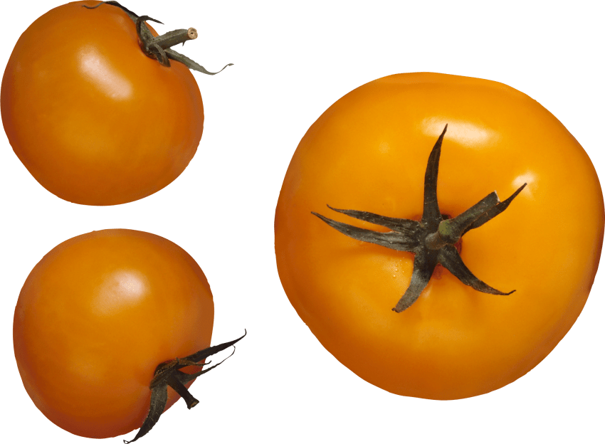 tomatoes clipart tomato tree