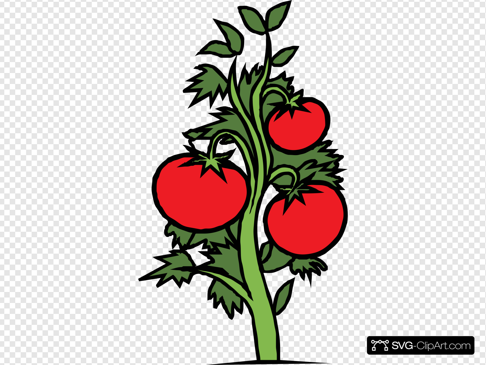 tomatoes clipart tomato tree