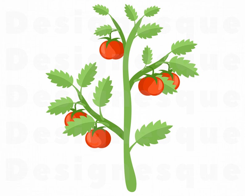 Svg files for cricut. Tomatoes clipart tomato vine