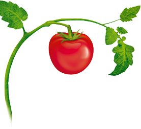 Tomatoes clipart tomato vine. Plant tattoos tattoo friendship