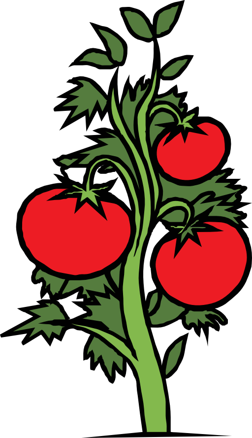 tomatoes clipart vegetable planting