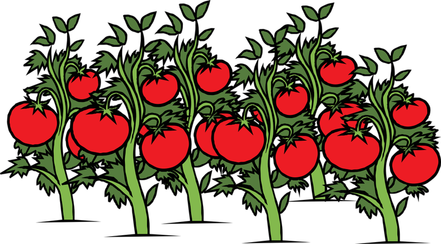 tomatoes clipart vegetable planting