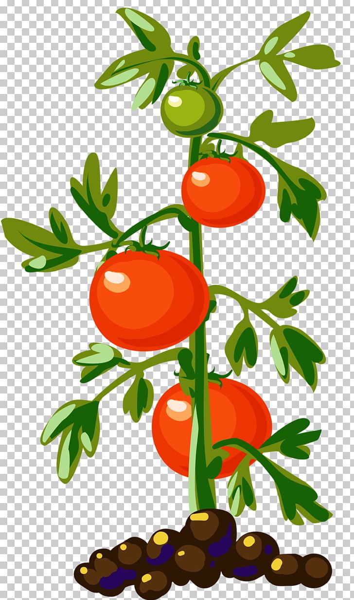 tomatoes clipart vegetable planting