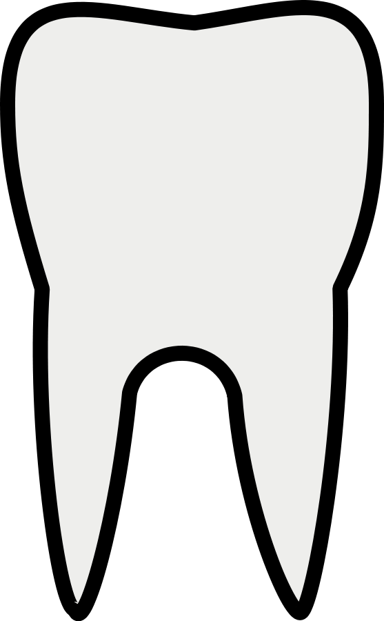 tooth clipart canine tooth