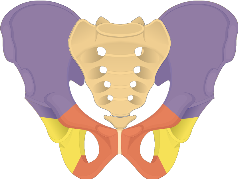 tooth clipart elephant
