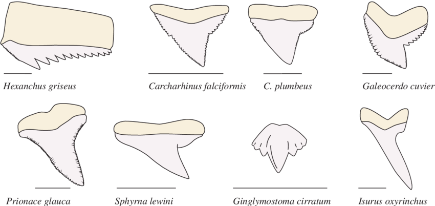 tooth clipart shark