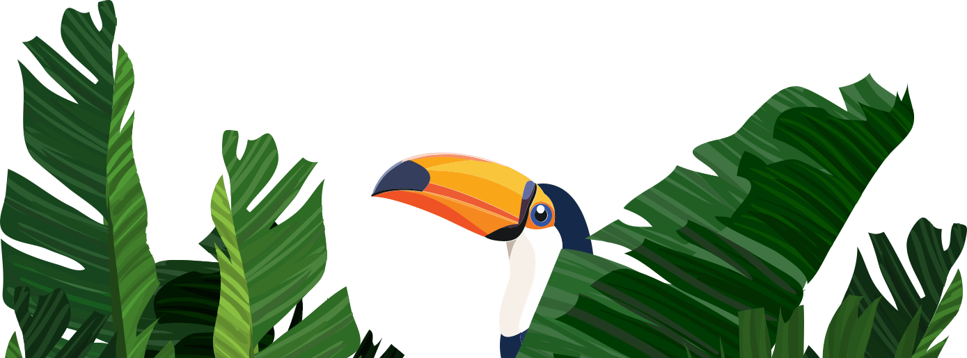 toucan clipart bird jungle