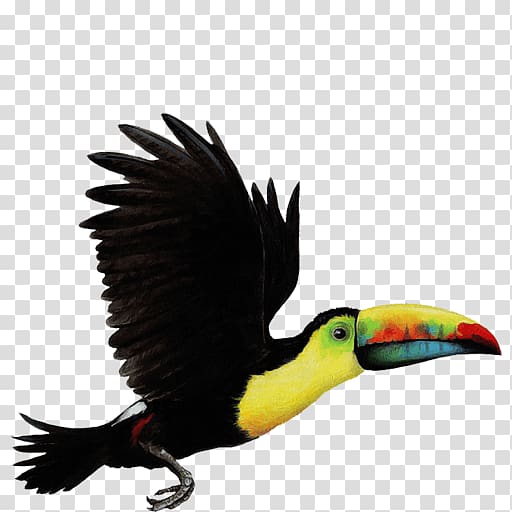 Toucan clipart bird open wing. Parrot toco choco transparent