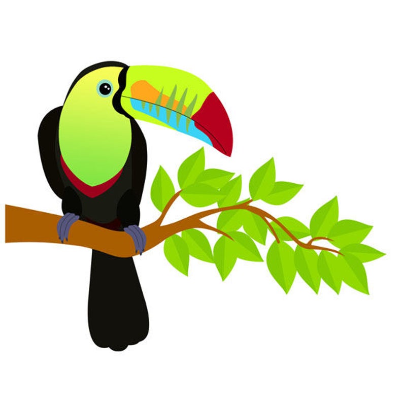 Bird clip art tropical. Toucan clipart bird's