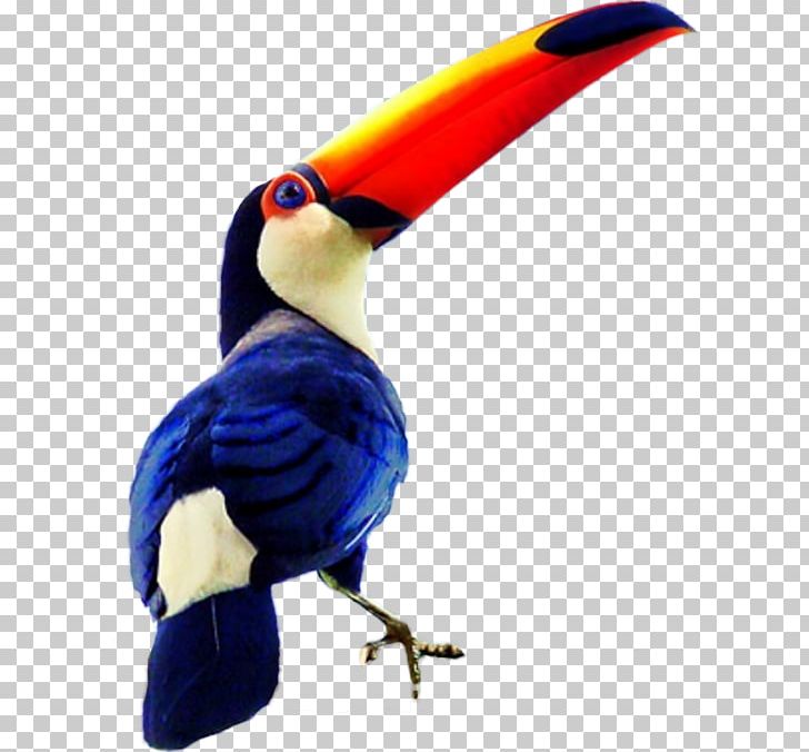 toucan clipart blue