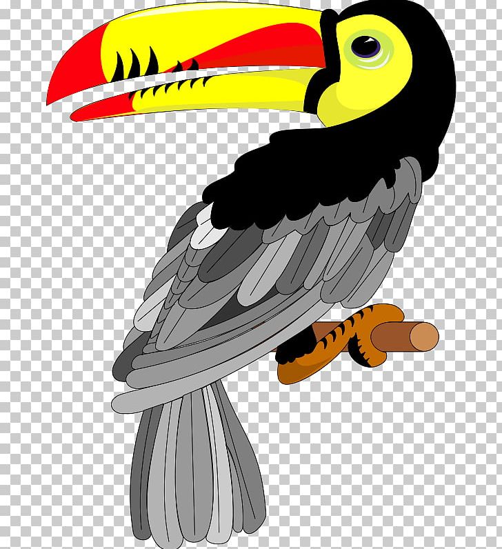 Toucan clipart eagle. Toco bird png animals