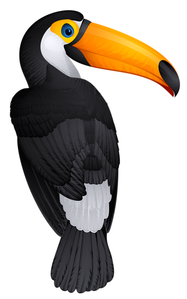 toucan clipart exotic bird