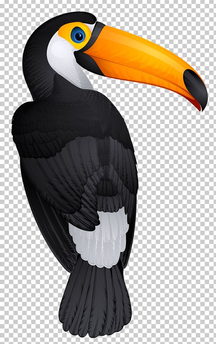 toucan clipart hornbill