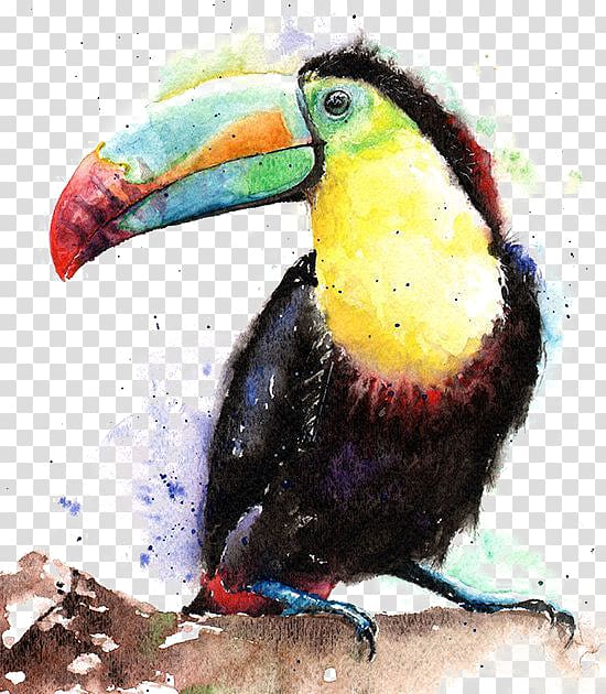 toucan clipart painted