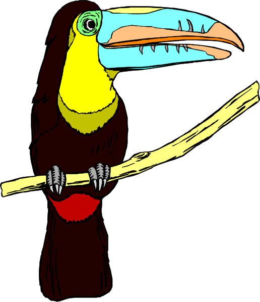 toucan clipart real