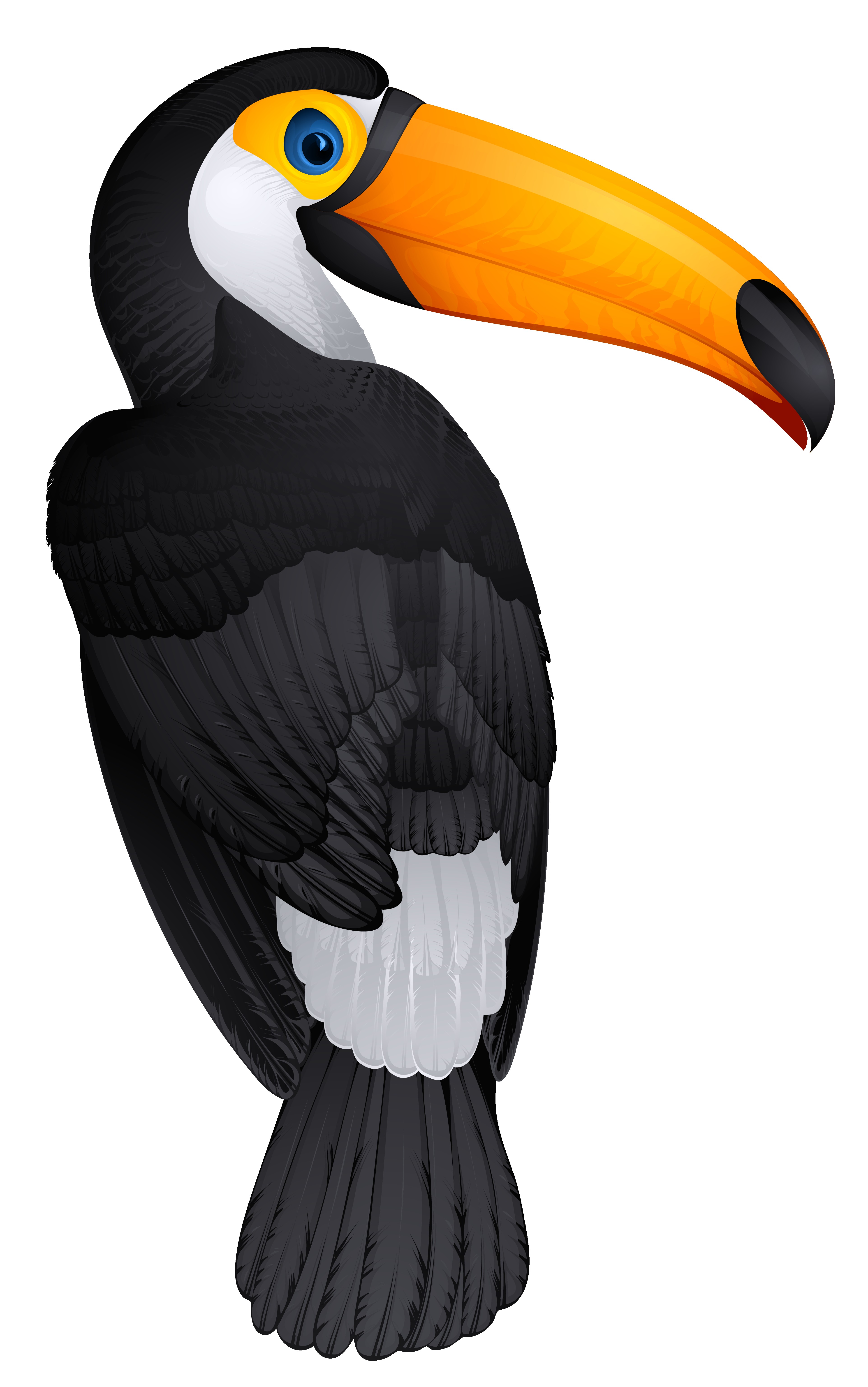 toucan clipart realistic