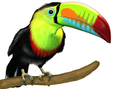 toucan clipart realistic