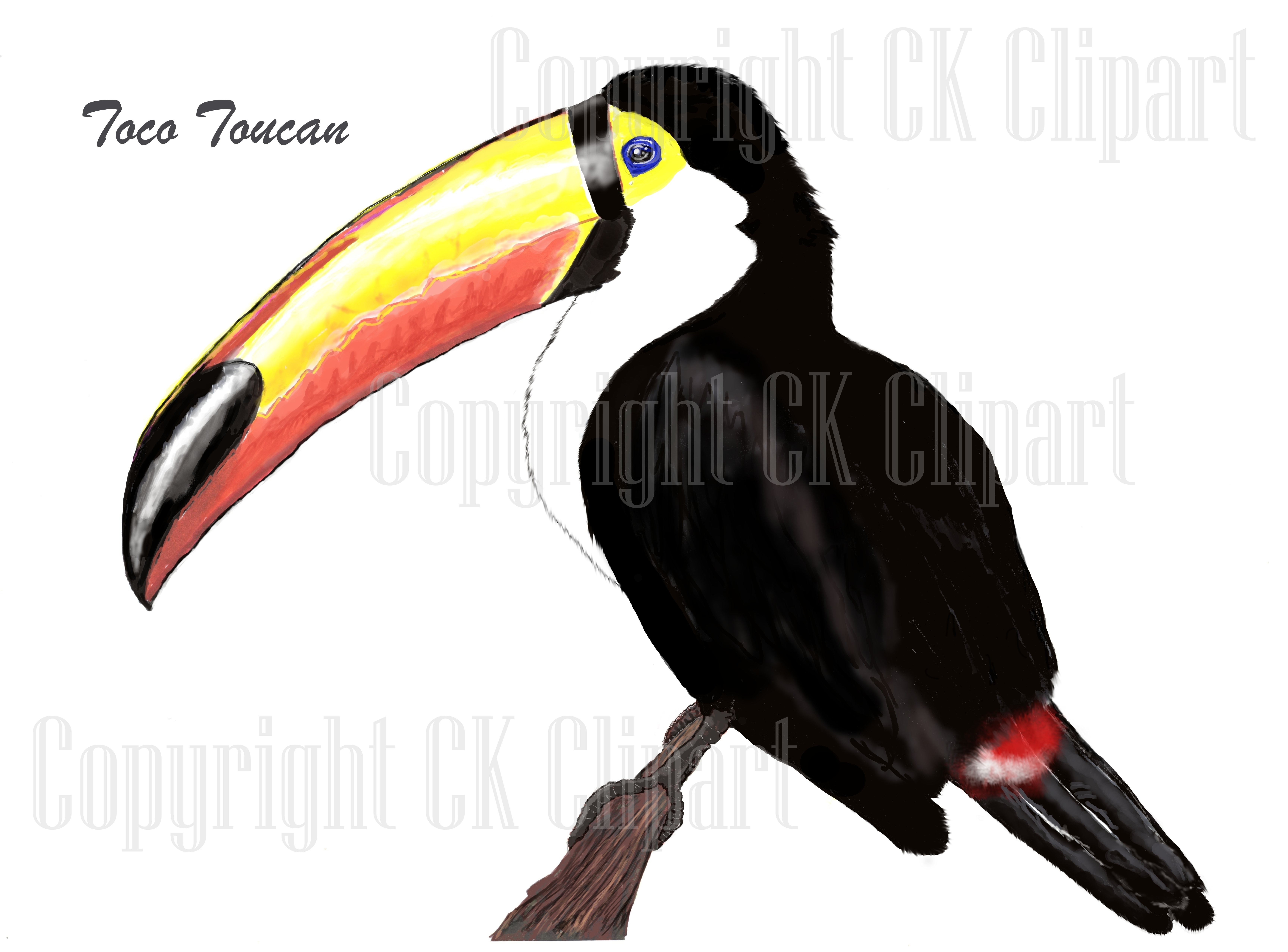 Toucan clipart toco toucan. Ck 