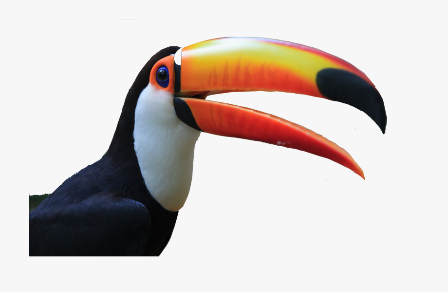 toucan clipart transparent background