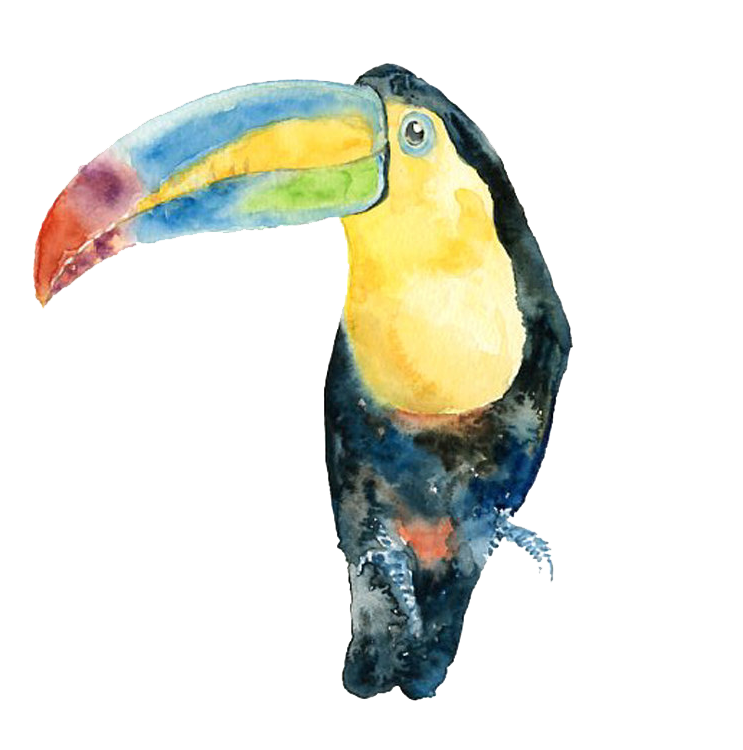toucan clipart watercolor