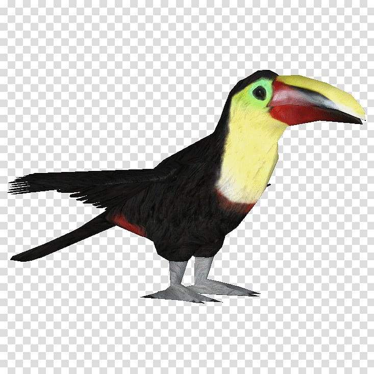 toucan clipart woodpecker bird