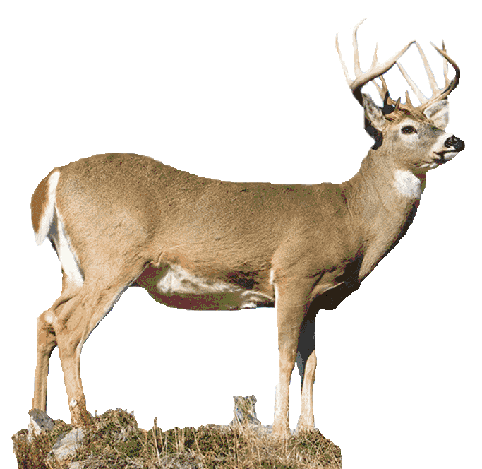 track clipart whitetailed deer