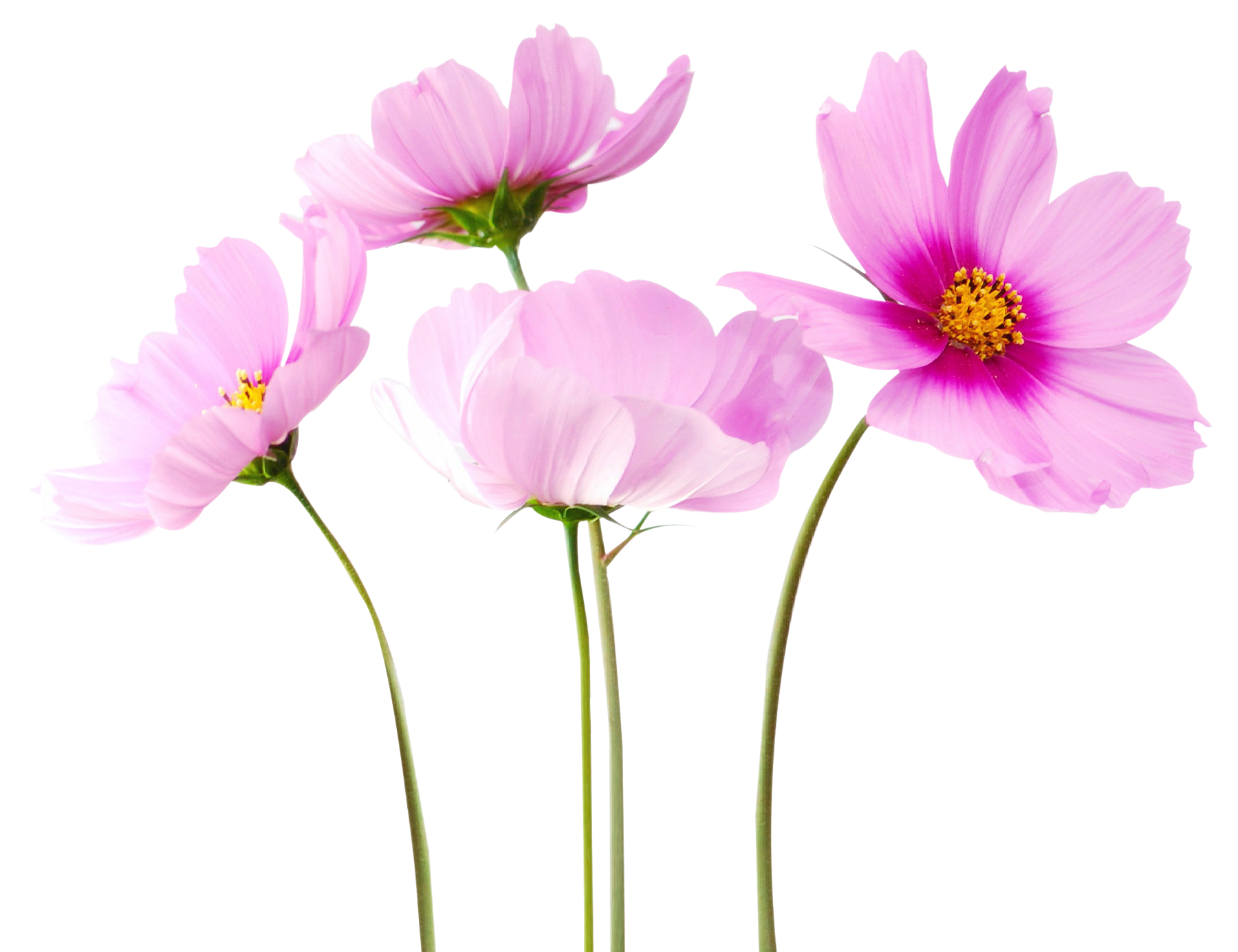 Cosmea image purepng free. Transparent flower png