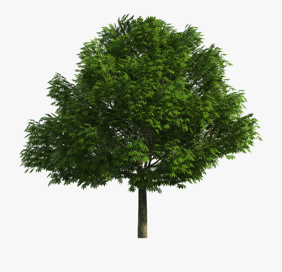 tree clipart realistic