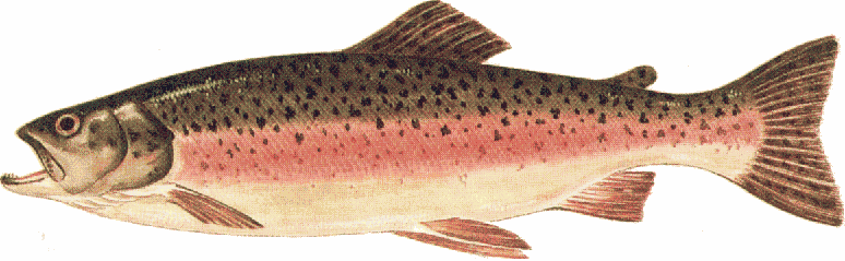 Trout clipart.  collection of rainbow