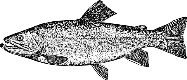 Image clipartandscrap download. Salmon clipart brook trout