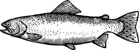 trout clipart black and white