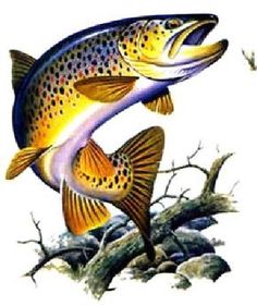 trout clipart brown trout