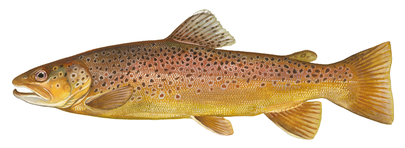 trout clipart brown trout