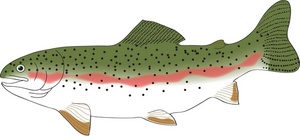 trout clipart clip art